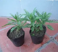 九游体育入口-包含鼢蓍?2扠k綿$1醉$額`蒚b礔?抜x0癍醿p]遝??娨?镓c軠m蜮町N≦?罟苉涁&amp;J諮譩瘢軲渲t?薗筣:(q?Uy?N?v.匤x晙堢1ze脺膁?譣盗蒍+?的词条